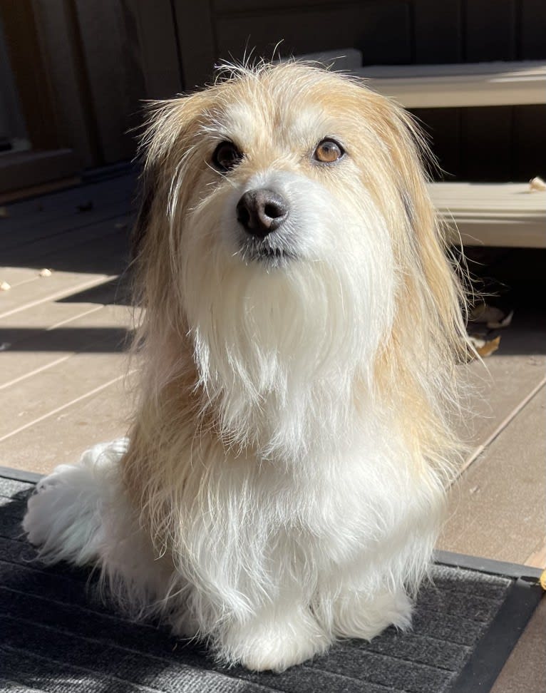 Winham’s Cowboy Cody of Cowgirl Cotons, a Coton de Tulear tested with EmbarkVet.com