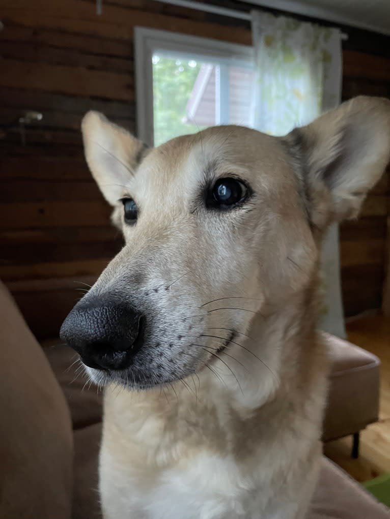 Tori, a Central Asian Village Dog tested with EmbarkVet.com