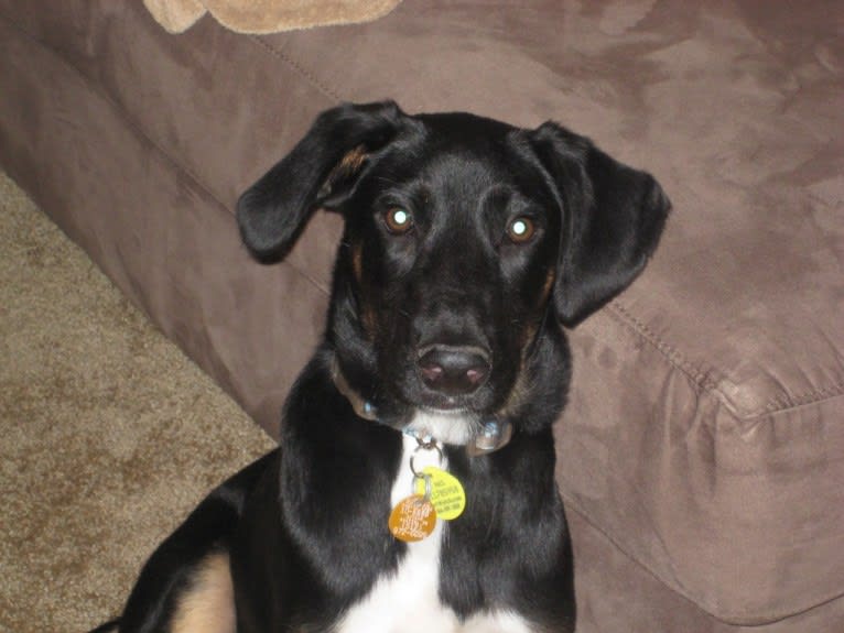 Brodie, a German Shepherd Dog and Dalmatian mix tested with EmbarkVet.com