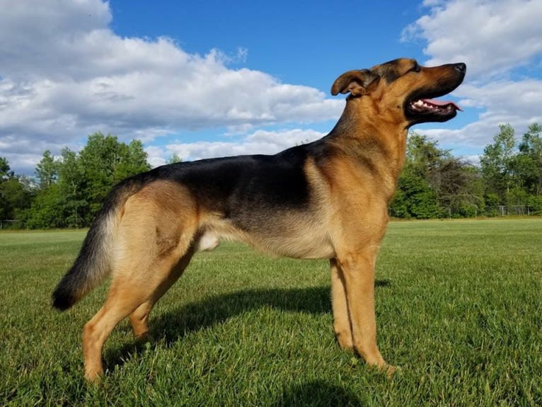 Grizzly, a German Shepherd Dog and Rottweiler mix tested with EmbarkVet.com