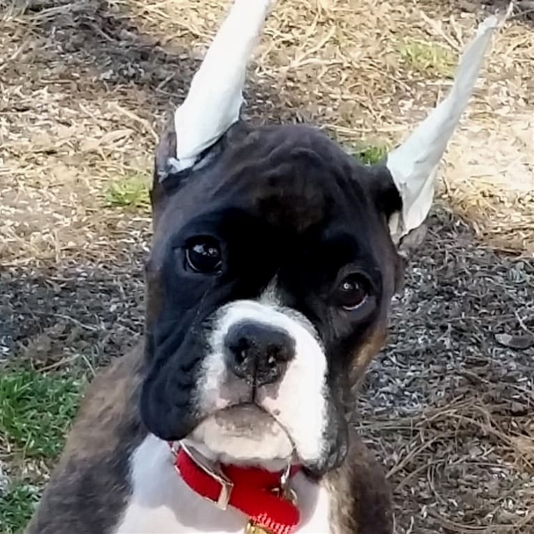 Bodie, a Boxer tested with EmbarkVet.com