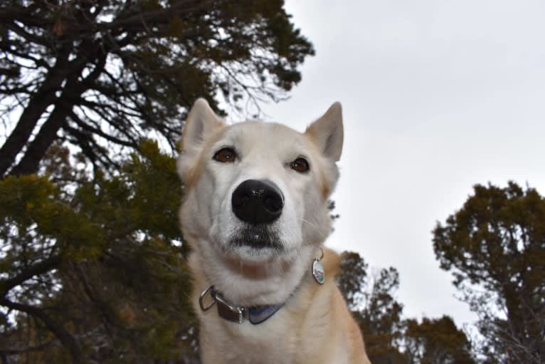 Roco, an Alaskan-type Husky tested with EmbarkVet.com