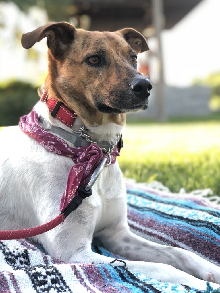 Butch Cassidy, a Rat Terrier and Russell-type Terrier mix tested with EmbarkVet.com