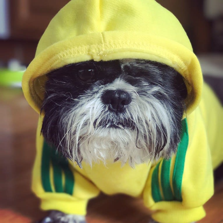 Merf Dinosaurpizza, a Shih Tzu tested with EmbarkVet.com