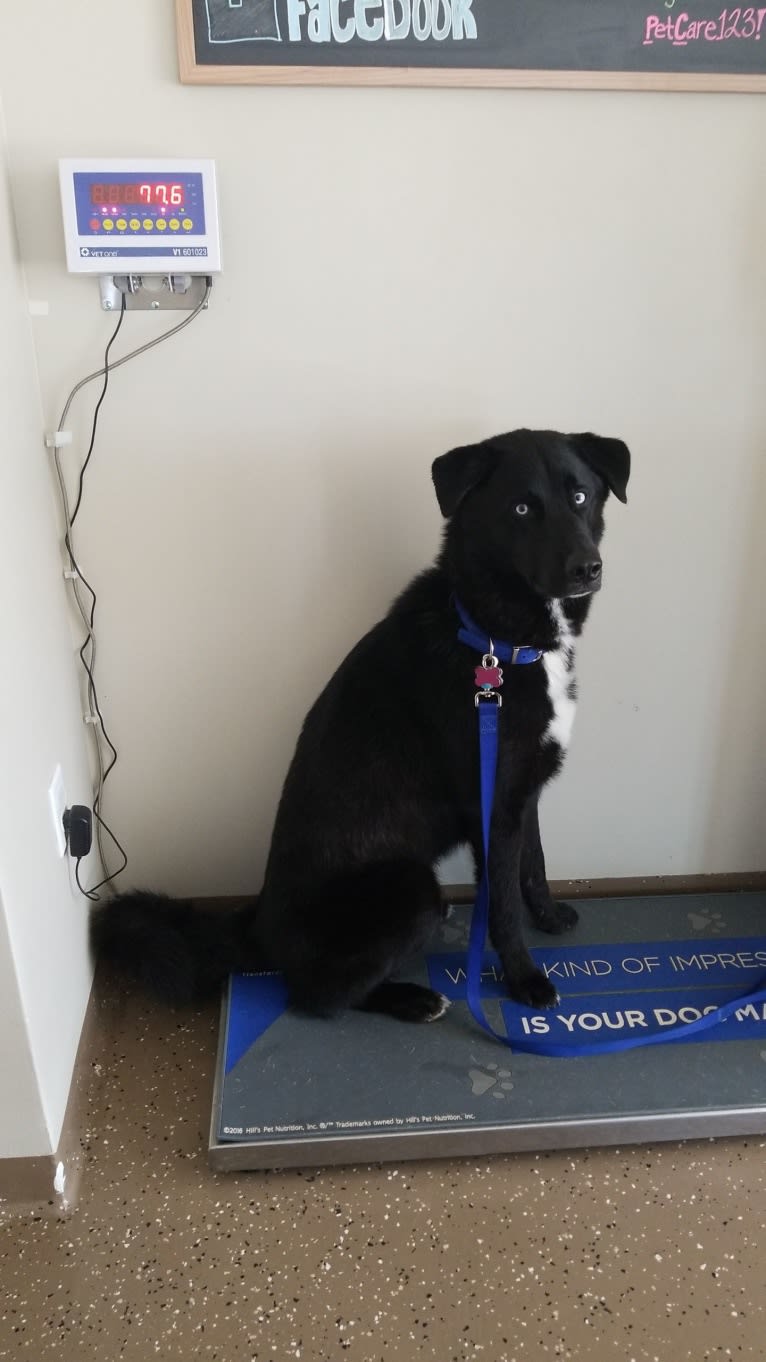 Hercules, a Siberian Husky and Labrador Retriever mix tested with EmbarkVet.com