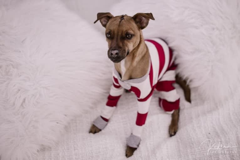 Jacob, a Russell-type Terrier and Pug mix tested with EmbarkVet.com