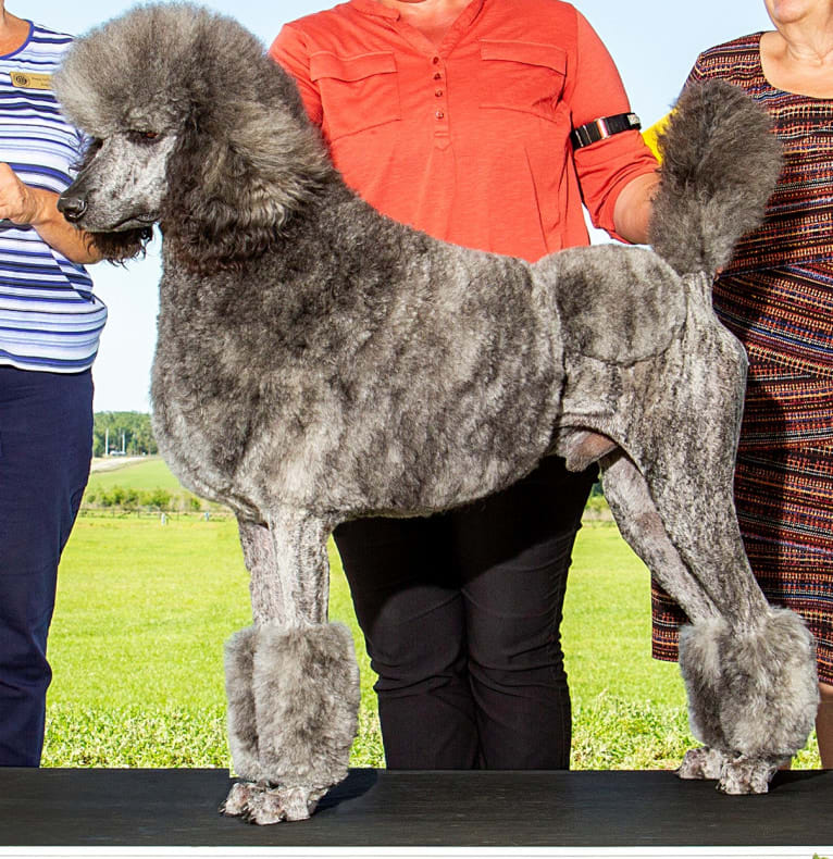 Todd, a Poodle (Standard) tested with EmbarkVet.com