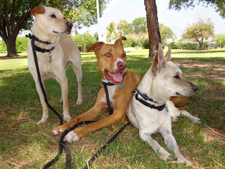 Doc, a Chihuahua and American Pit Bull Terrier mix tested with EmbarkVet.com