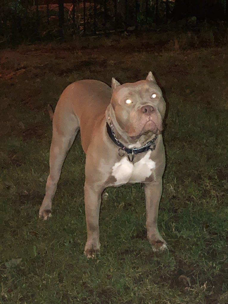 Giannis, an American Bully tested with EmbarkVet.com