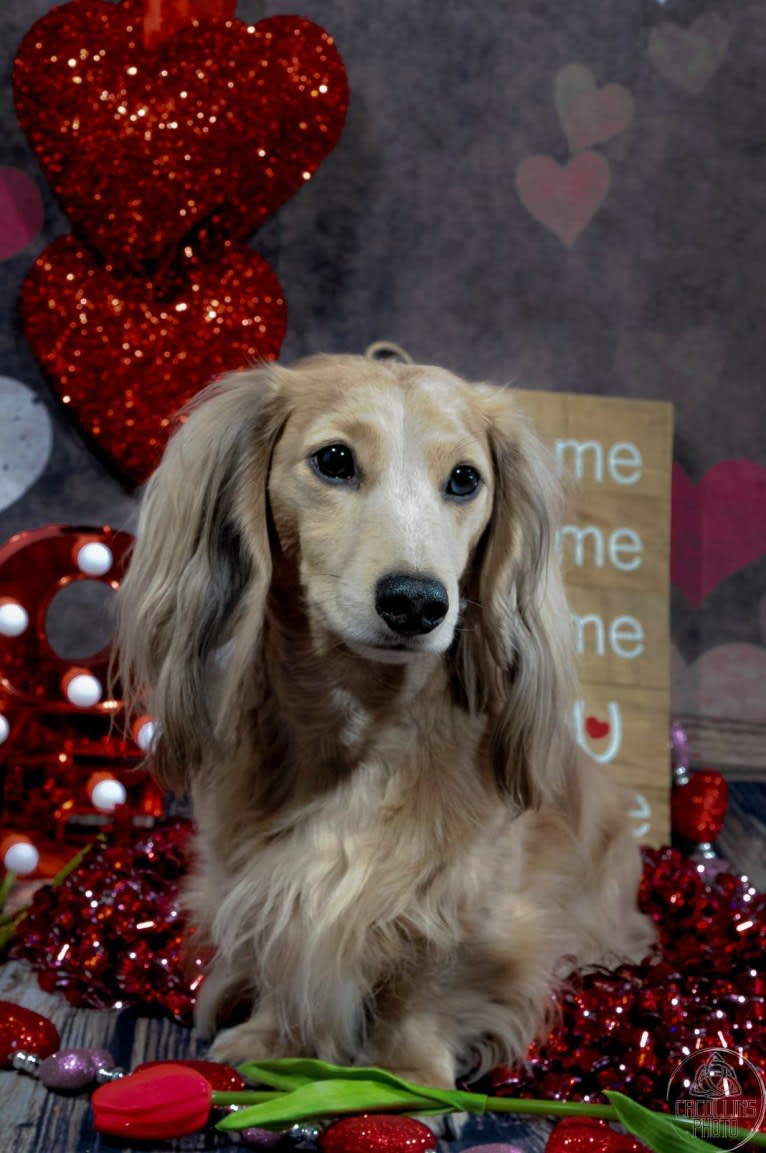 Diddy, a Dachshund tested with EmbarkVet.com