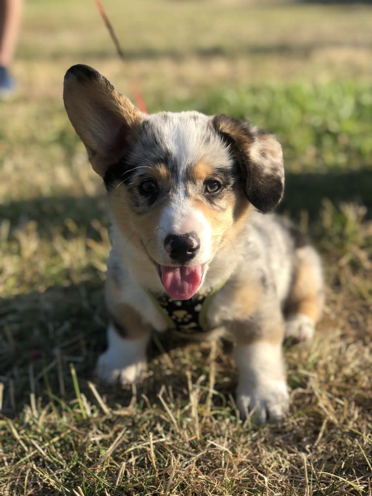 Corky, a Pembroke Welsh Corgi and Dachshund mix tested with EmbarkVet.com