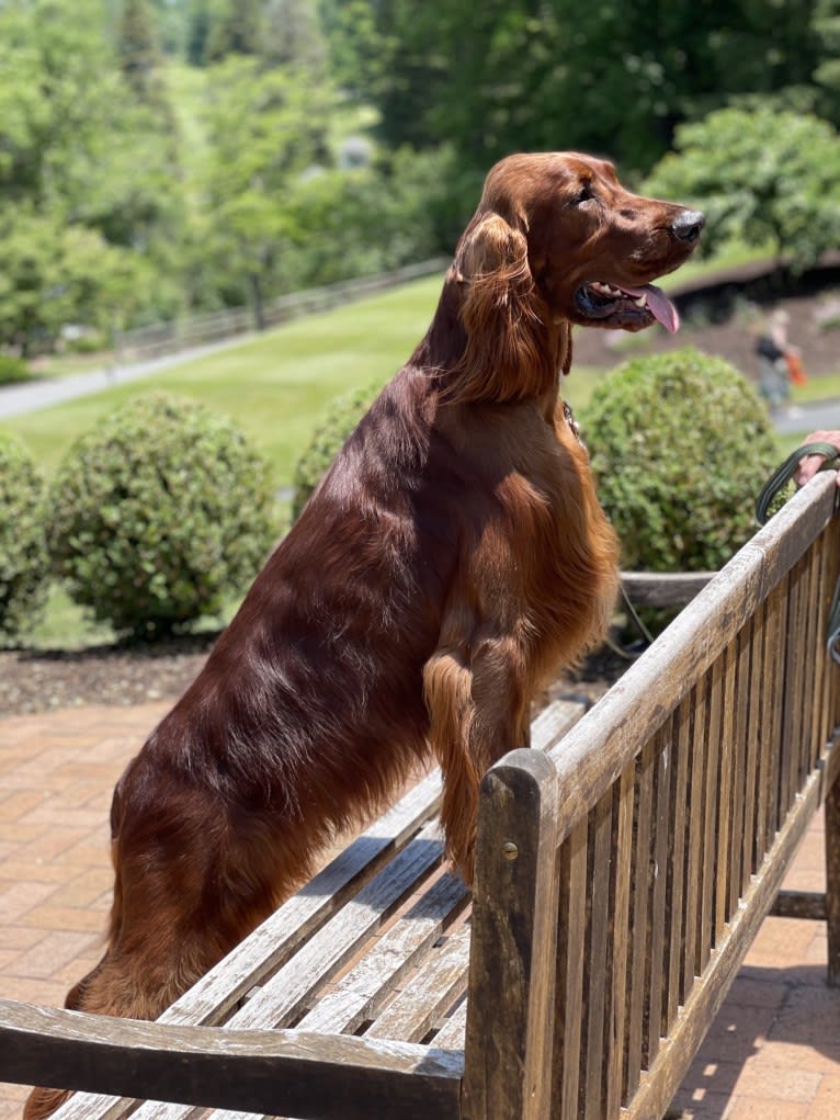 SHADOWMERE'S CELTIC WITHOUT A DOUBT, an Irish Setter tested with EmbarkVet.com