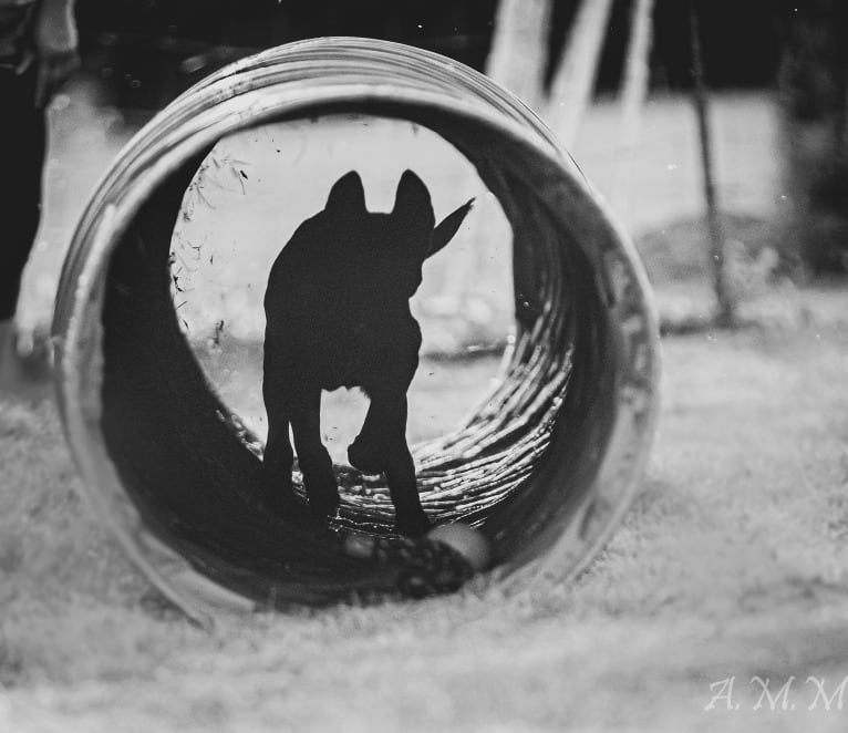 Franky, a Belgian Shepherd tested with EmbarkVet.com