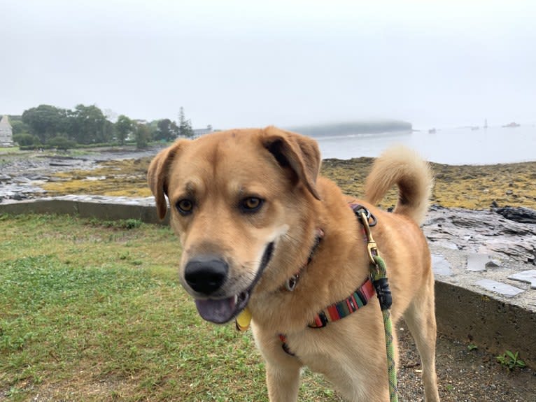 Ozzie, a Great Pyrenees and Chow Chow mix tested with EmbarkVet.com