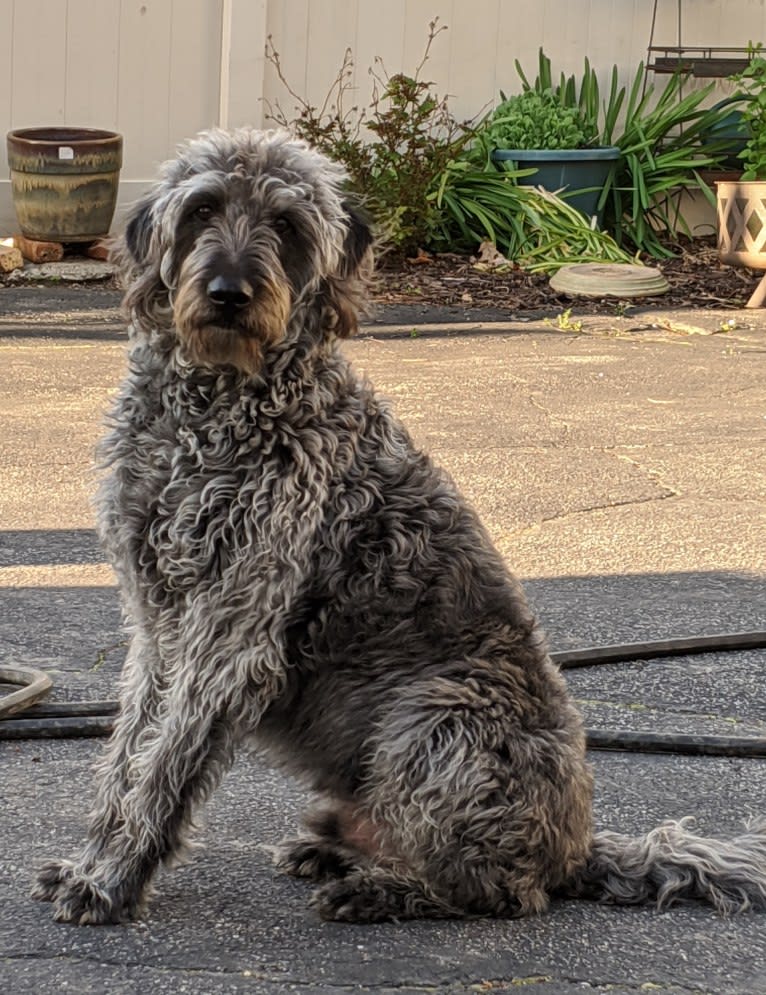 Max, a Labradoodle tested with EmbarkVet.com