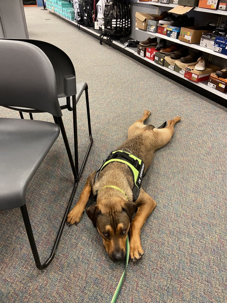 Lenny, a Rottweiler and American Pit Bull Terrier mix tested with EmbarkVet.com