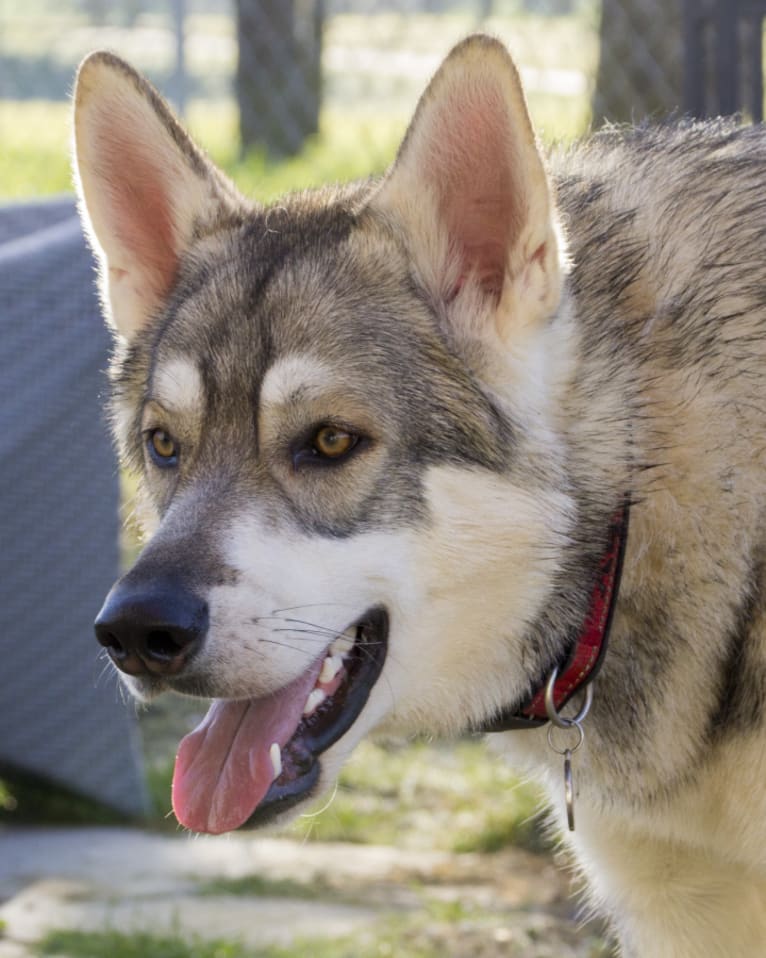 Aquila, an Alaskan Malamute and Saarloos Wolfdog mix tested with EmbarkVet.com