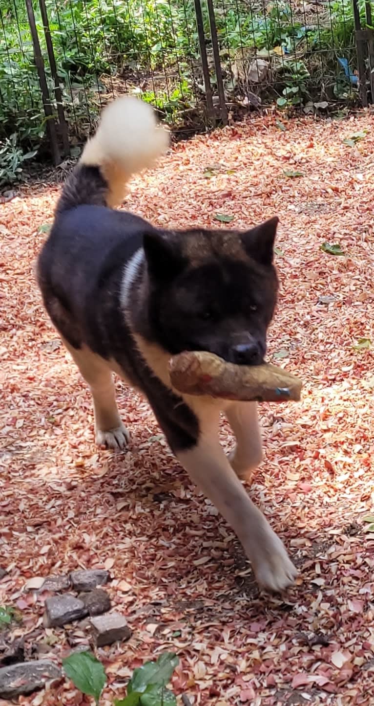 Casey, an Akita tested with EmbarkVet.com