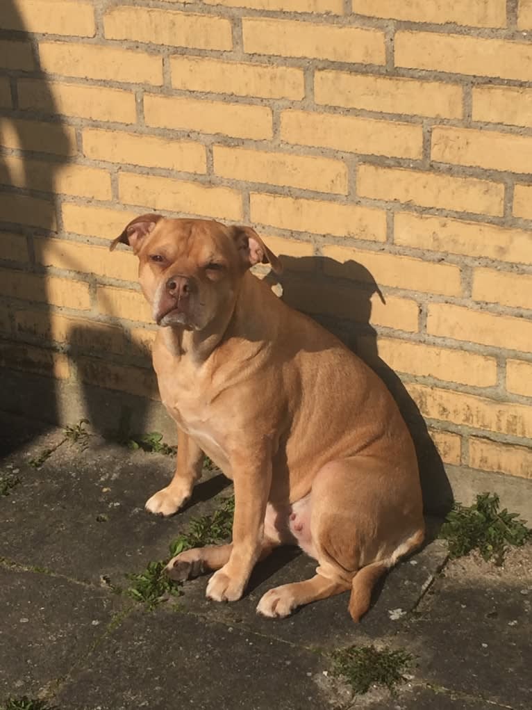 Josie, a Bulldog and Labrador Retriever mix tested with EmbarkVet.com