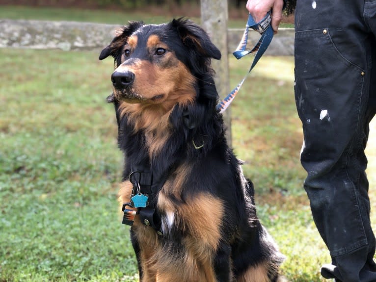 Louie, an English Shepherd tested with EmbarkVet.com