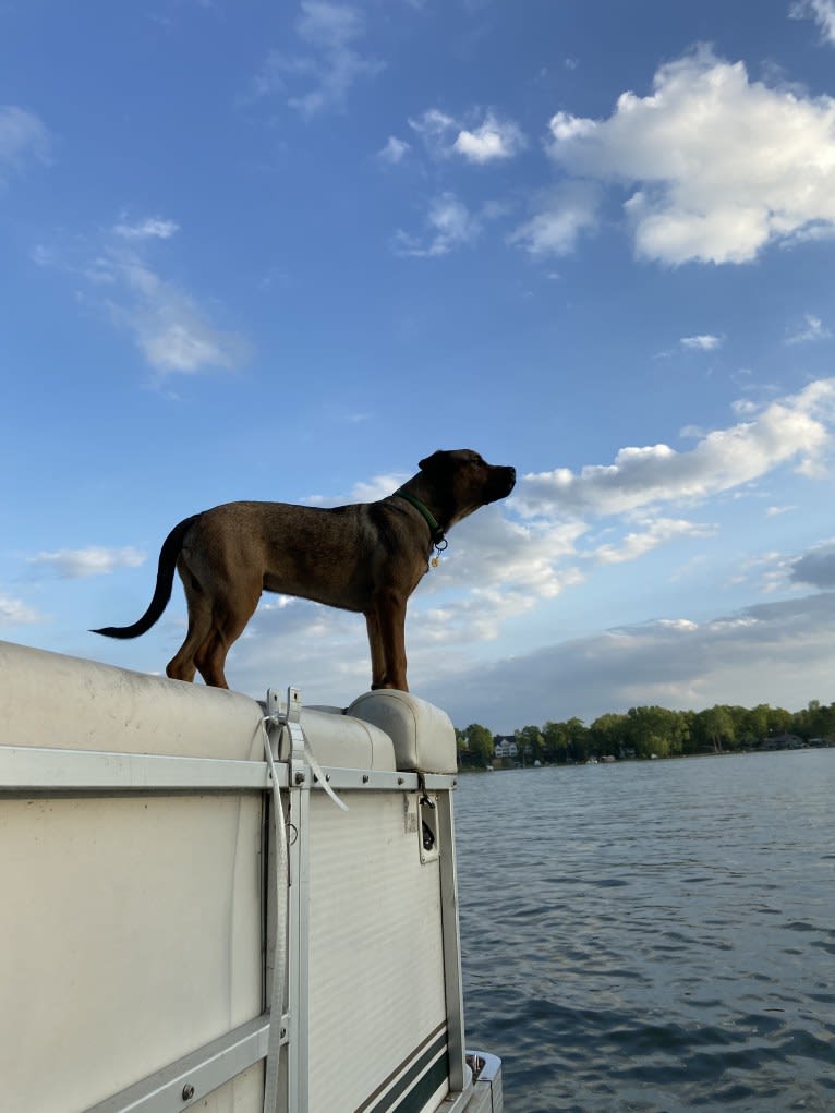 Lenny, a Rottweiler and American Pit Bull Terrier mix tested with EmbarkVet.com