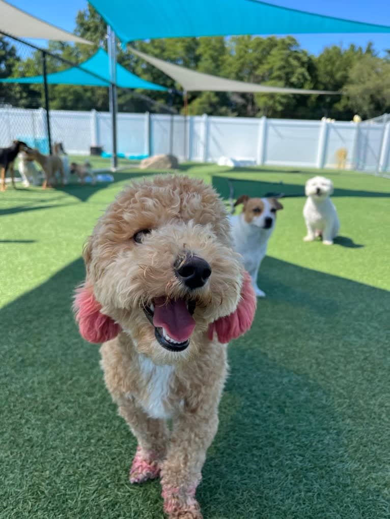 Bailee, a Bichonpoo tested with EmbarkVet.com