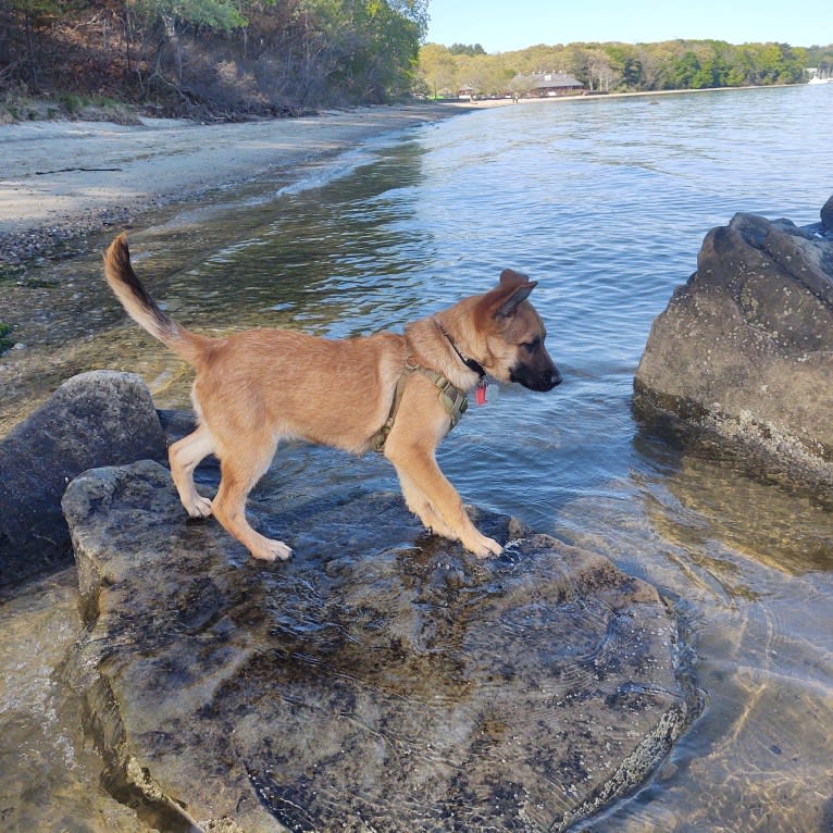 Everhett, a German Shepherd Dog and Australian Cattle Dog mix tested with EmbarkVet.com