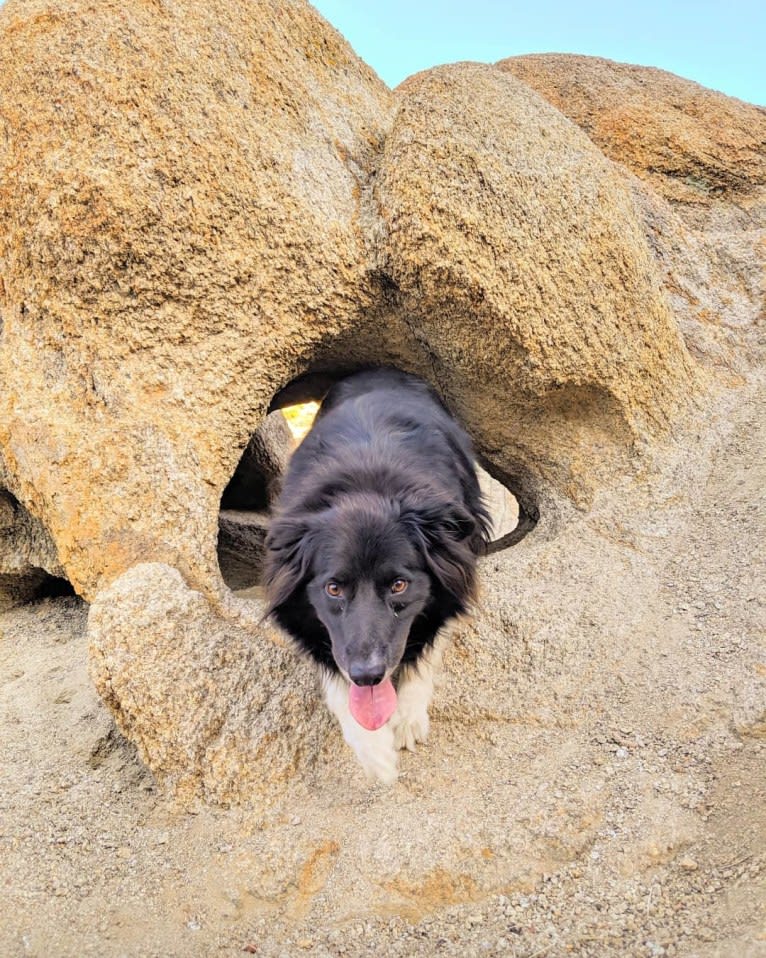 Bella, a Border Collie and Pembroke Welsh Corgi mix tested with EmbarkVet.com