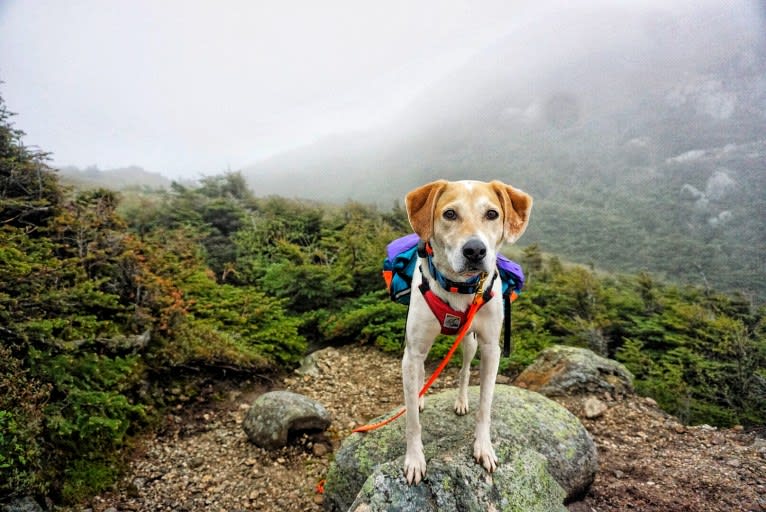 Cider Doughnut, a Beagle and Australian Cattle Dog mix tested with EmbarkVet.com