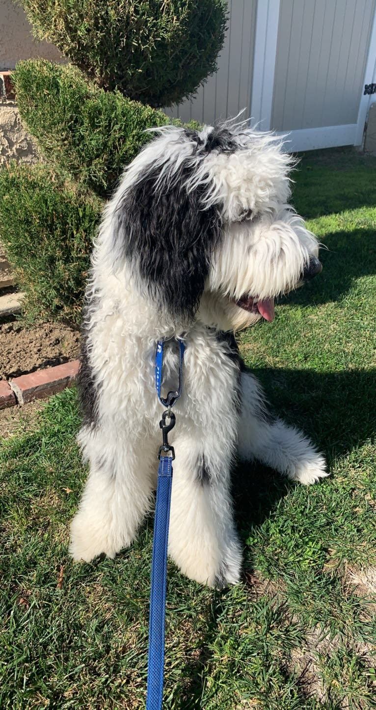 Jasper, a Sheepadoodle tested with EmbarkVet.com