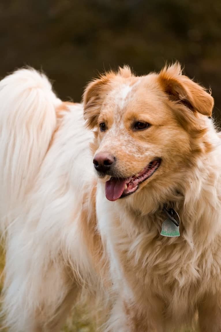 Wendy, a Great Pyrenees and American Pit Bull Terrier mix tested with EmbarkVet.com