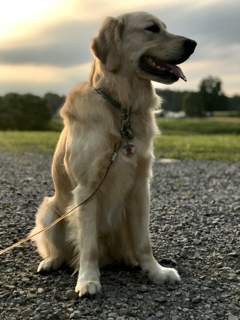 Totty, a Golden Retriever tested with EmbarkVet.com