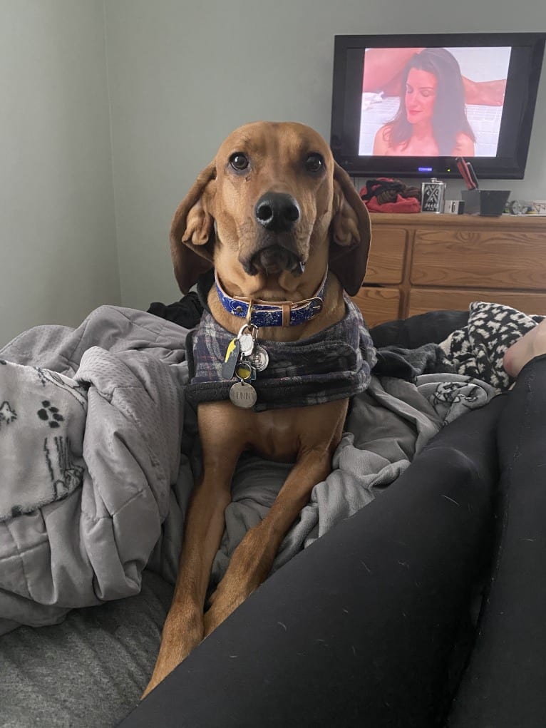 Penny, a Black and Tan Coonhound and Redbone Coonhound mix tested with EmbarkVet.com