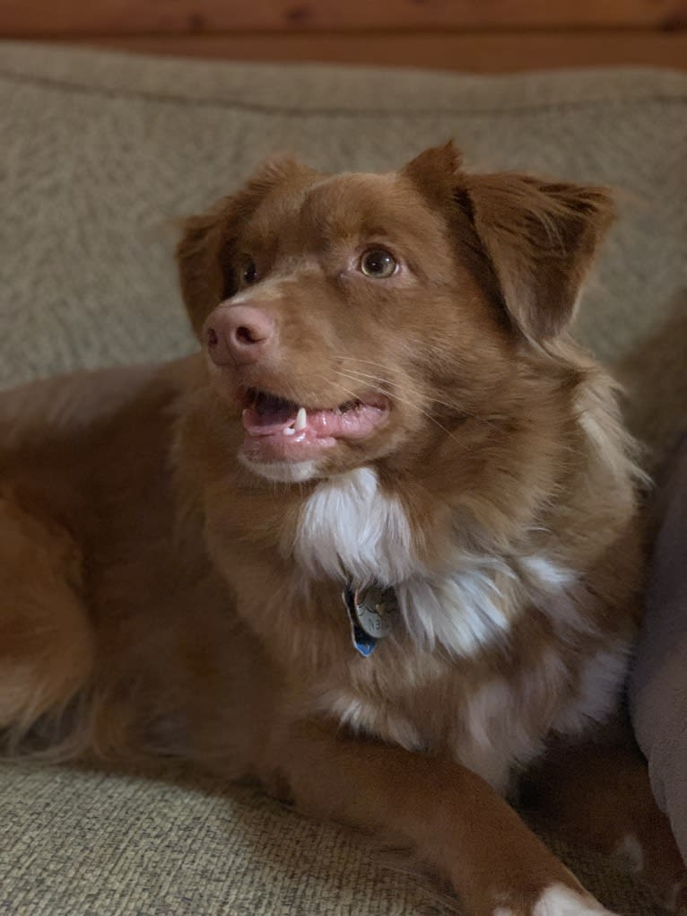 Nalu, a Nova Scotia Duck Tolling Retriever tested with EmbarkVet.com