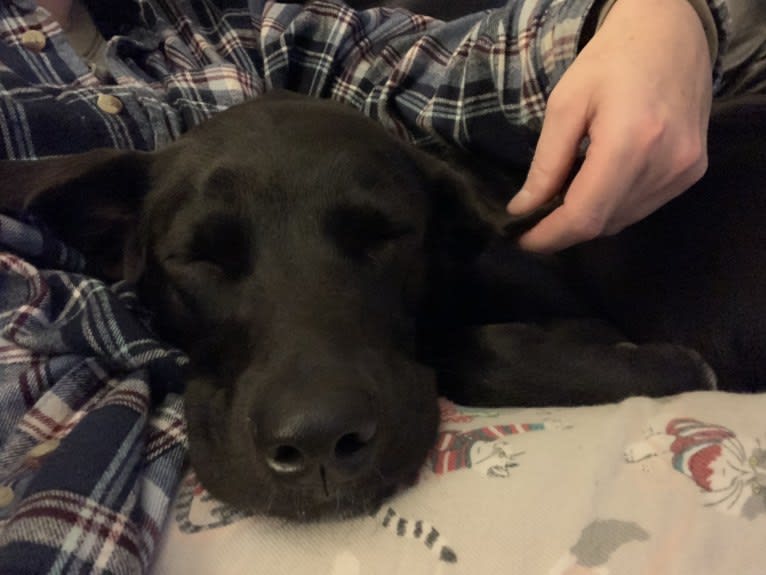 Suki, a Golden Retriever and Labrador Retriever mix tested with EmbarkVet.com