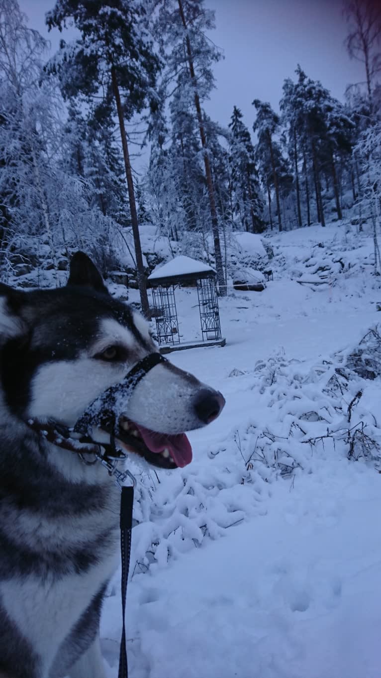 Photo of Sisu, a   in Karjalohja, Suomi