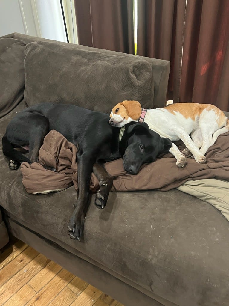 Rossi, a Golden Retriever and Rottweiler mix tested with EmbarkVet.com