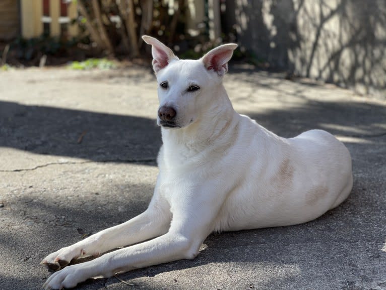 Darwin, a Chow Chow and Labrador Retriever mix tested with EmbarkVet.com