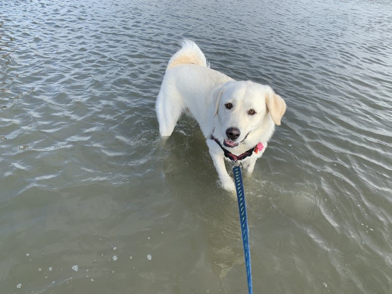 Chloe, a Great Pyrenees and Anatolian Shepherd Dog mix tested with EmbarkVet.com