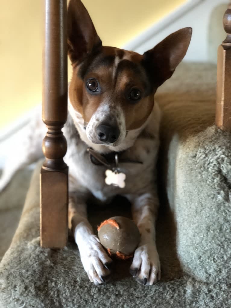 Sadie, an Australian Cattle Dog and Border Collie mix tested with EmbarkVet.com