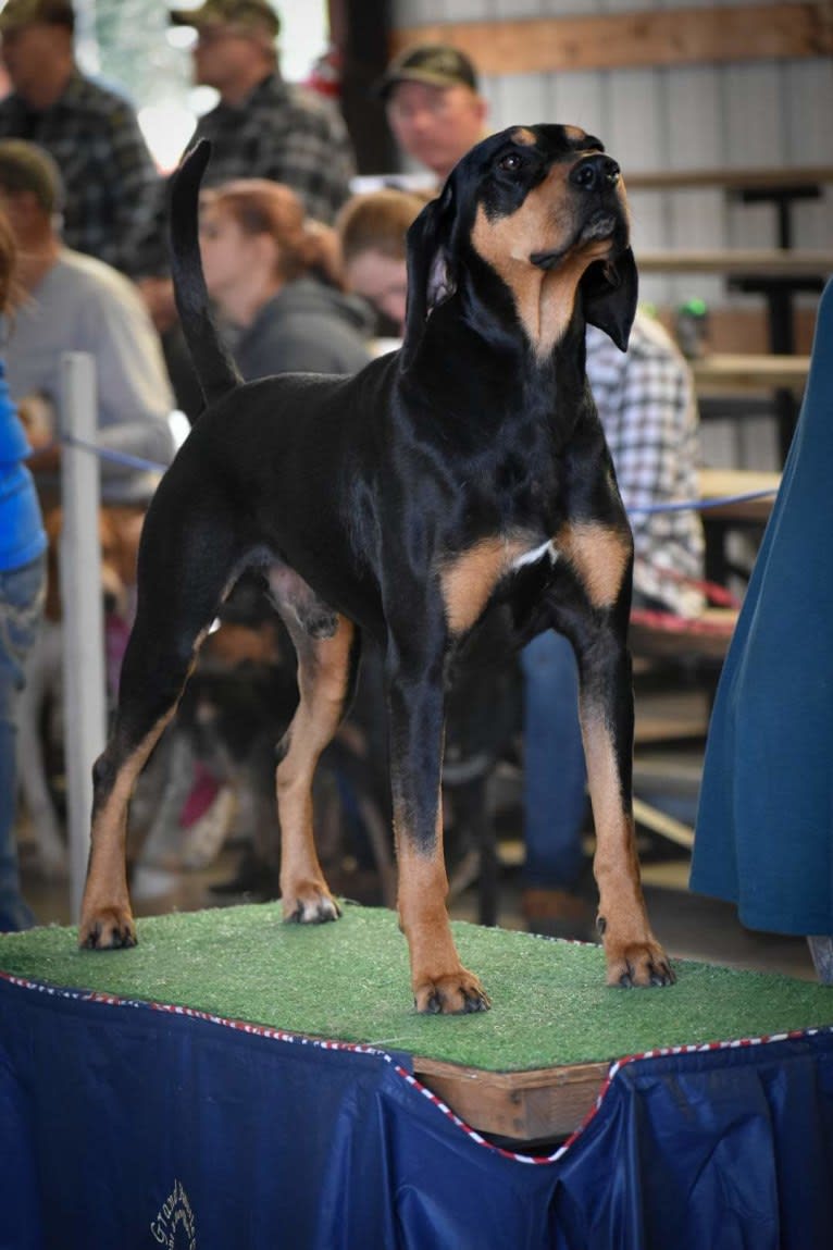 Wyatt, an American Leopard Hound tested with EmbarkVet.com