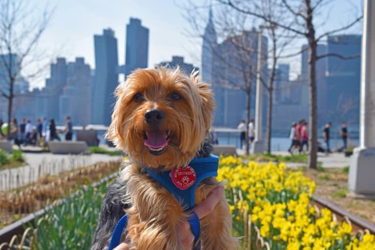 Bobbin Ray, a Yorkshire Terrier tested with EmbarkVet.com