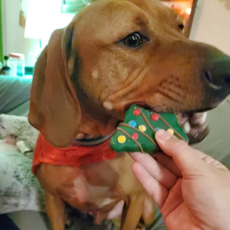 Gus, a Redbone Coonhound and American Pit Bull Terrier mix tested with EmbarkVet.com