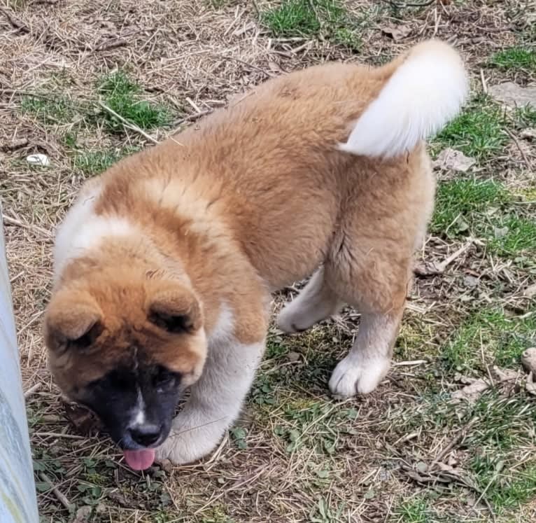 Geena, an Akita tested with EmbarkVet.com