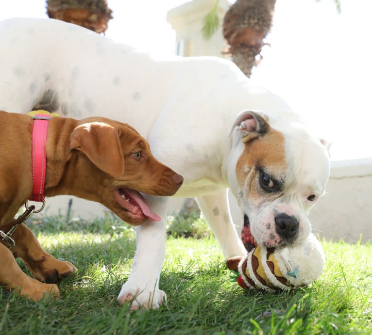 Kobe, a Bulldog and American Pit Bull Terrier mix tested with EmbarkVet.com