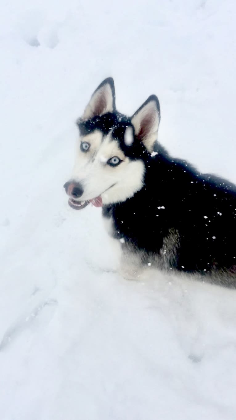 Nevada Rose McNab, a Siberian Husky and American Eskimo Dog mix tested with EmbarkVet.com