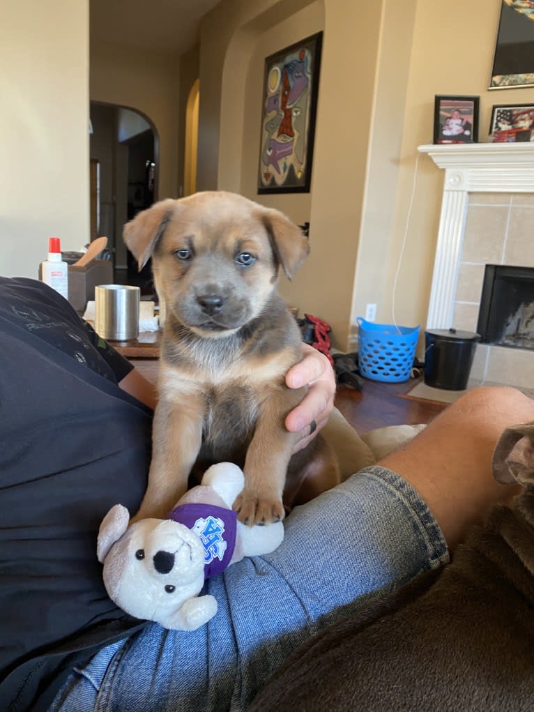 Coco, a German Shepherd Dog and Boxer mix tested with EmbarkVet.com