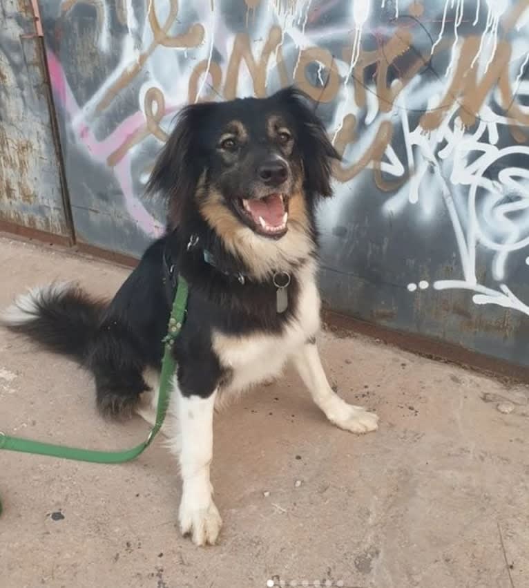 Baloo, an Arabian Village Dog tested with EmbarkVet.com
