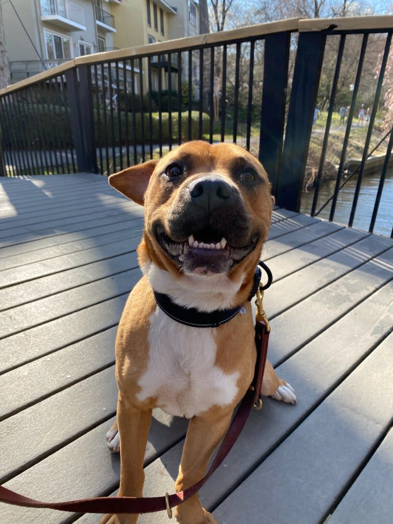 Bear, an American Pit Bull Terrier and French Bulldog mix tested with EmbarkVet.com