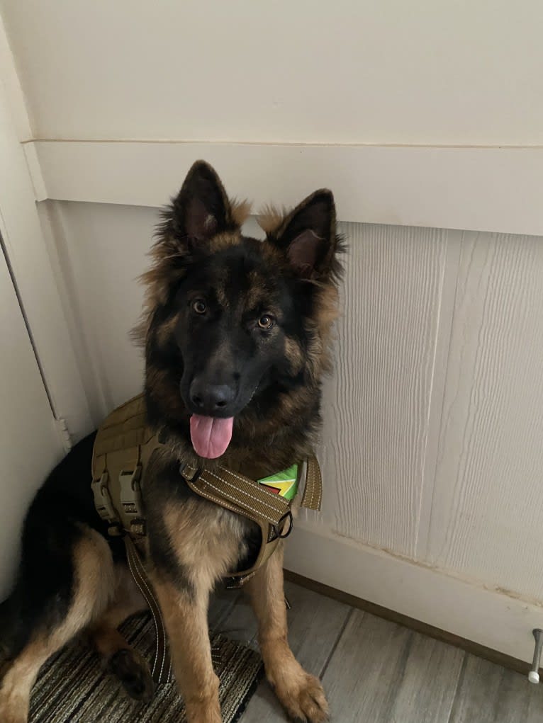 Onyx, a German Shepherd Dog tested with EmbarkVet.com